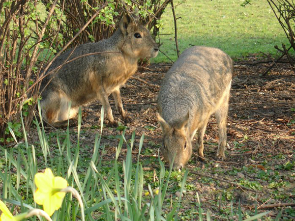 Gradlyn Petshipping Header Tiertransport Pampashasen Mara Meerschweinchen Nager Zoo