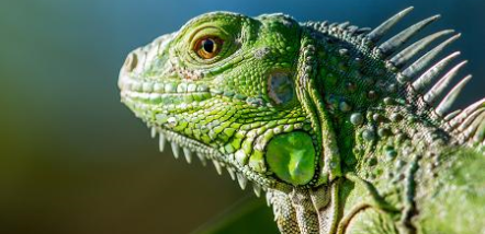 Gradlyn Petshipping Header Tiertransport Reptilien Artenschutz