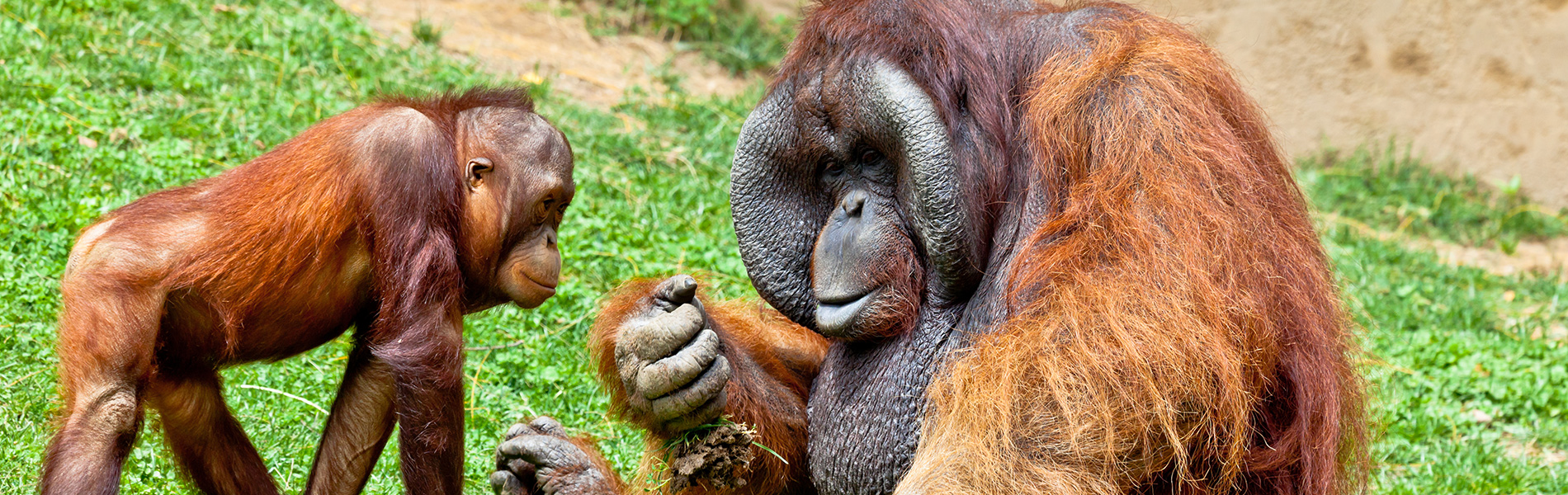 Gradlyn Petshipping Header Tiertransport orang utan referenz israel