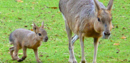 Gradlyn Petshipping Teaser Tiertransport Pampashasen Mara Meerschweinchen Nager Zoo Nowosibirsk