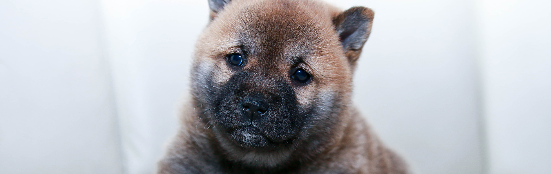 Gradlyn Petshipping tiertransport Header referenz hundezucht