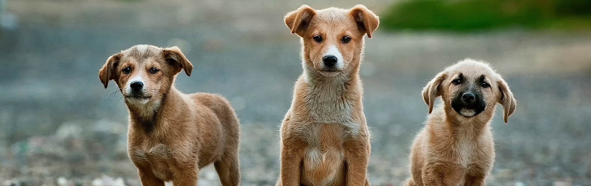 Gradlyn Petshipping tiertransport Header referenz strassenhund