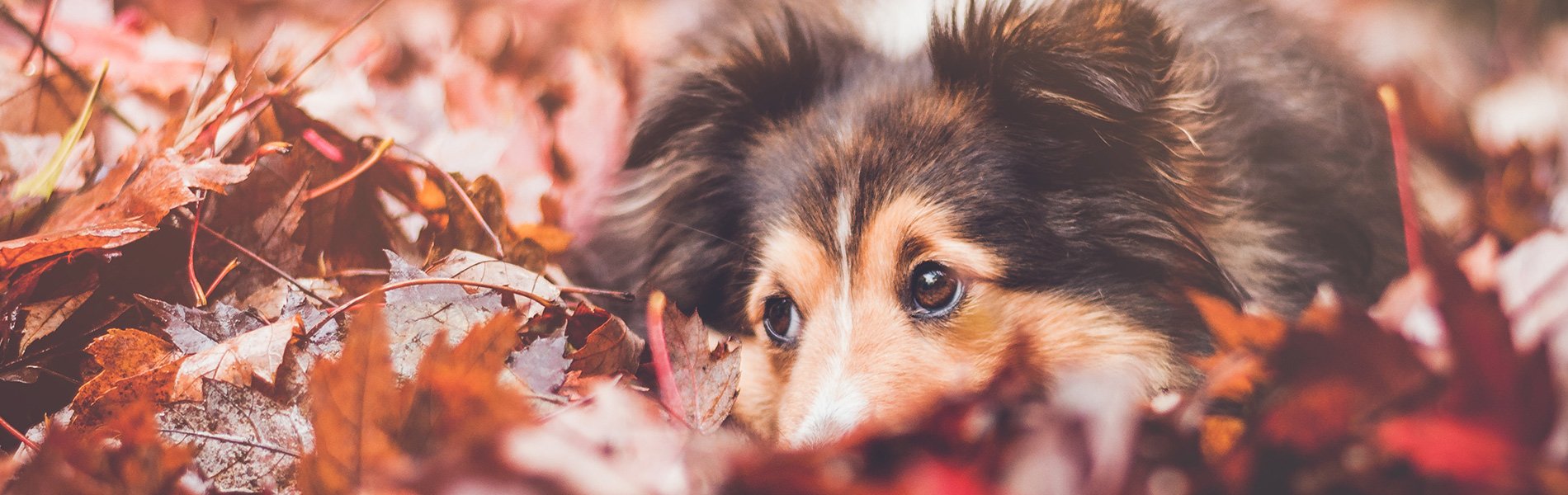 Gradlyn Petshipping tiertransport header referenz border collie