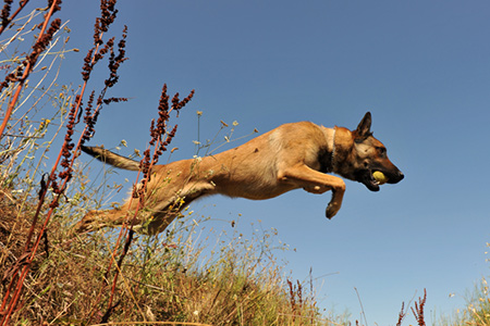 Minensuchhunde für Addis Abeda