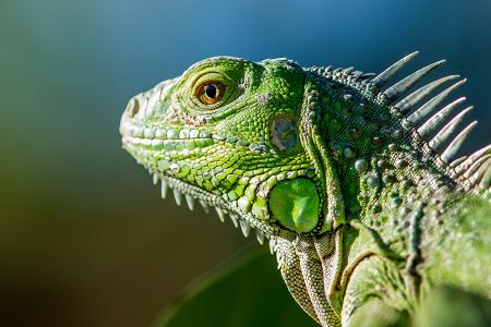 Reptilientransport nach Miami