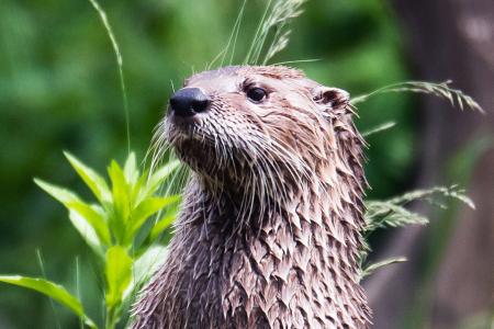 Zootransport eines kleinen artgeschützten Serienstars