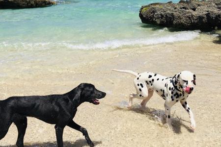 Honduras - wie fliegen wir unsere beiden Hunde nach Honduras