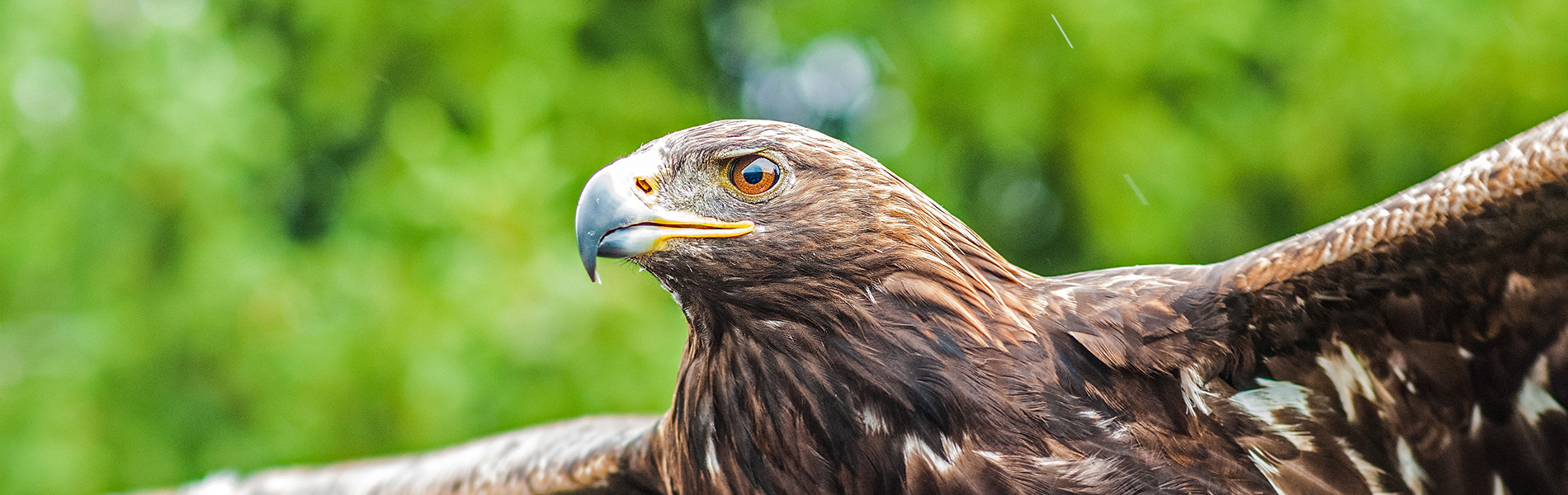 gradlyn petshipping blog hawk switzerland header