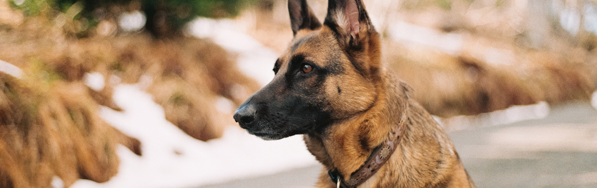 gradlyn petshipping malinois dog sv header