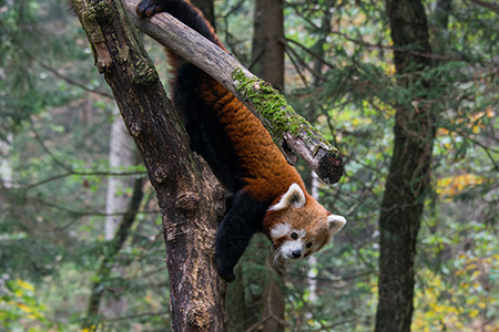 Roter Panda wird nach London befördert