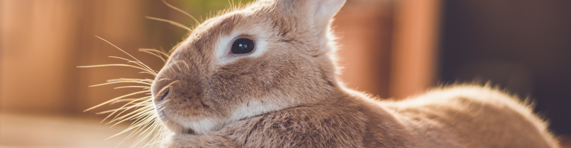 header rabbit