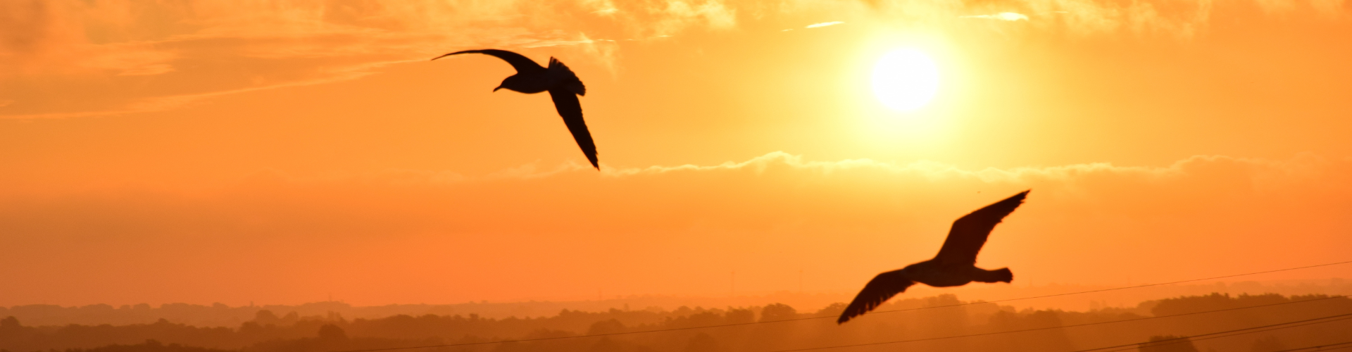 sea water nature silhouette bird light 1171993 pxhere.com